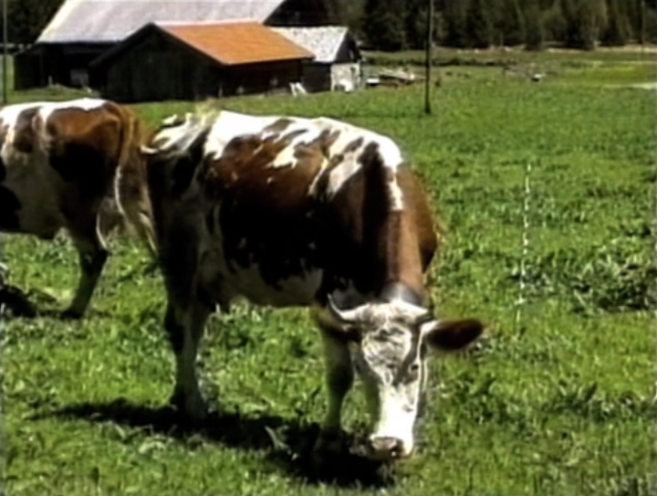 La Vache!