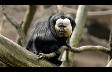 Zoologische Gesellschaft (Zoological Society), Ann Oren